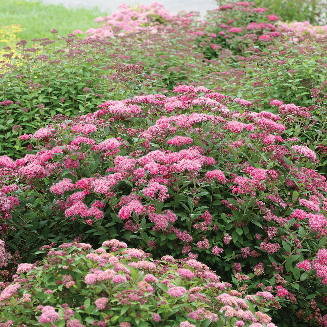 Double Play Pink Spiraea blooming in landscape