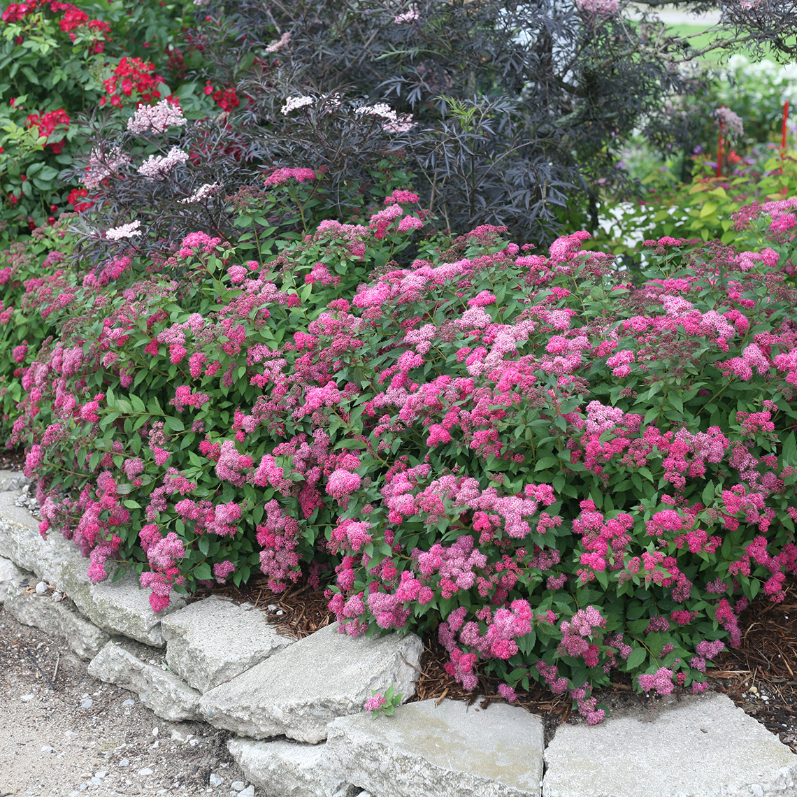Planting of Double Play Pink Spiraea in front of Black Lace Sambucus