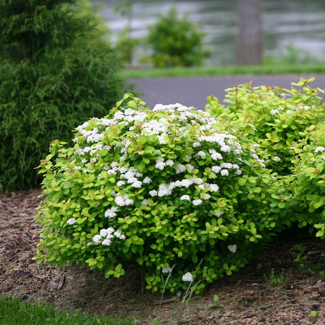 Rounded Glow Girl Spiraea in river landscape