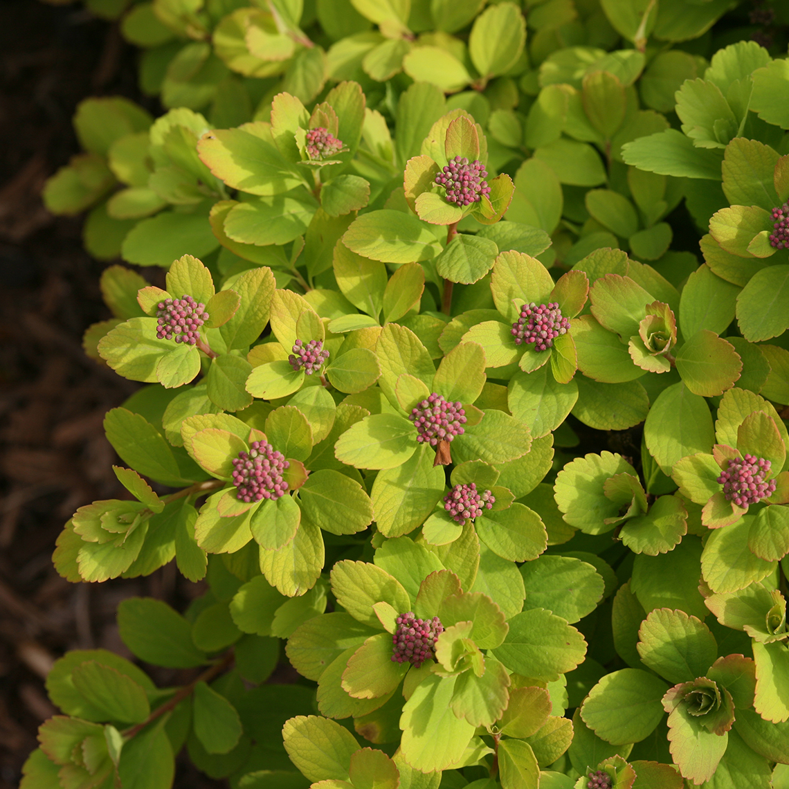 Close up of pink flower buds and rounded lime green foliage of Glow Girl Spiraea