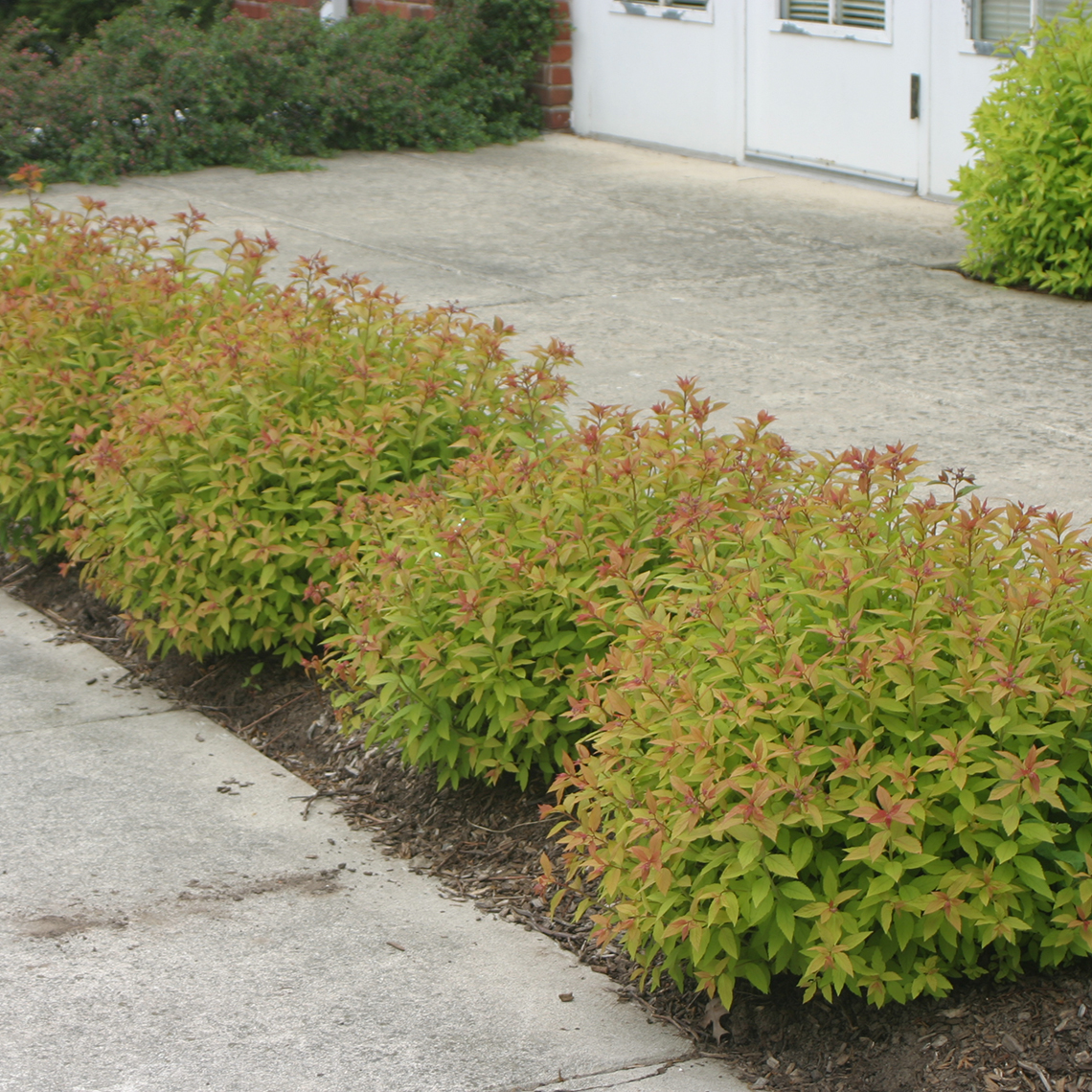 Low hedge of Spiraea Gold Flame with lime foliage and red new growth