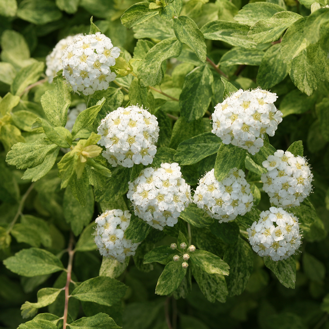 White button like blooms of Golden Glitter Spiraea against variegated foliage