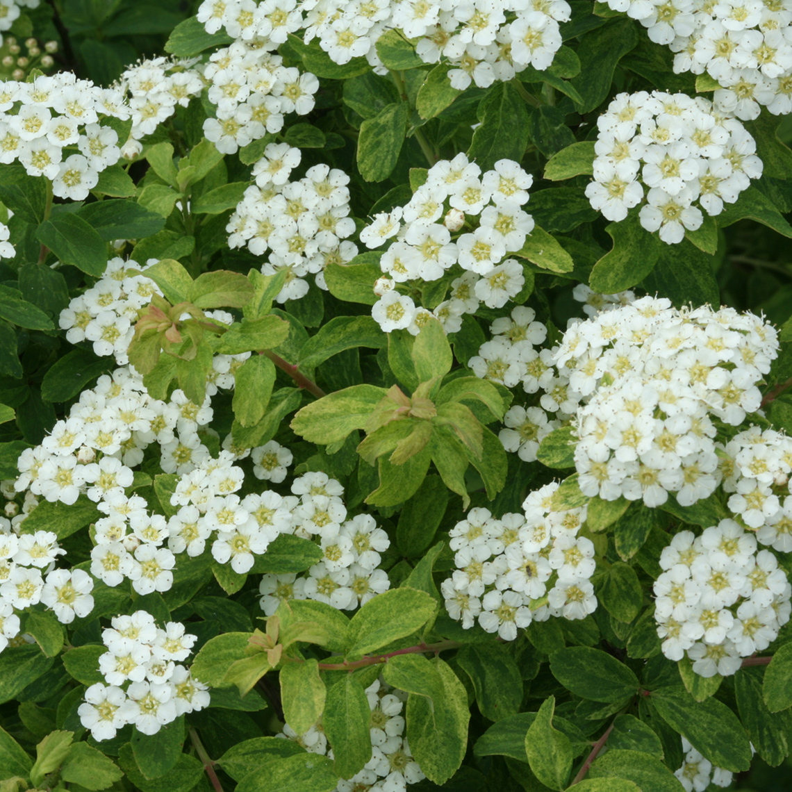 Close up of white flowering Golden Glitter Spiraea with variegated green foliage