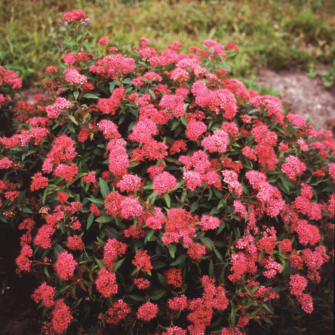 Mounded Spiraea Neon Flash covered in magenta flowers