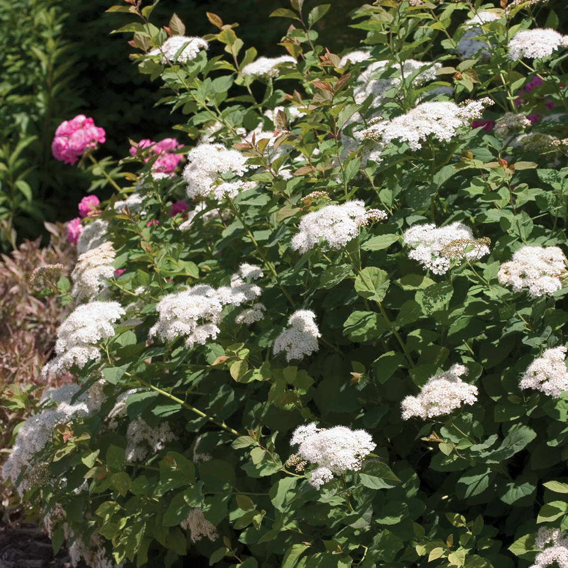 White blooming Snow Storm Spiraea with pink rose in background