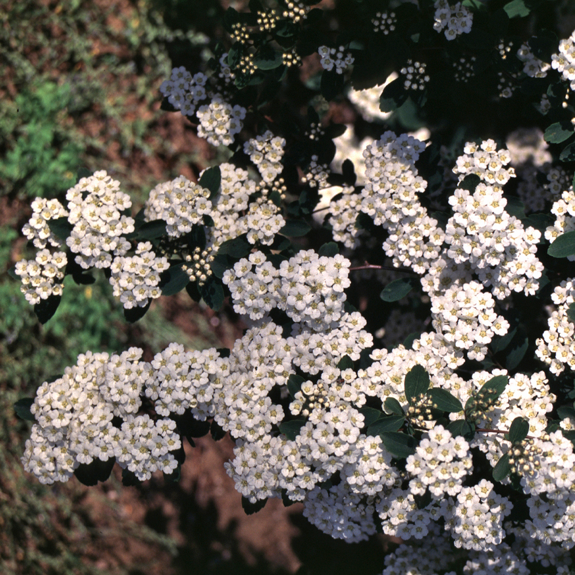 Branches of Spiraea Vanhouttei covered white spring blooms