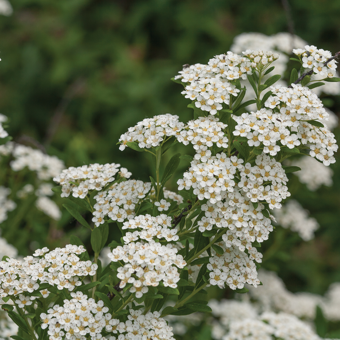 Close up of Wedding Cake Spiraea branch loaded with white blooms