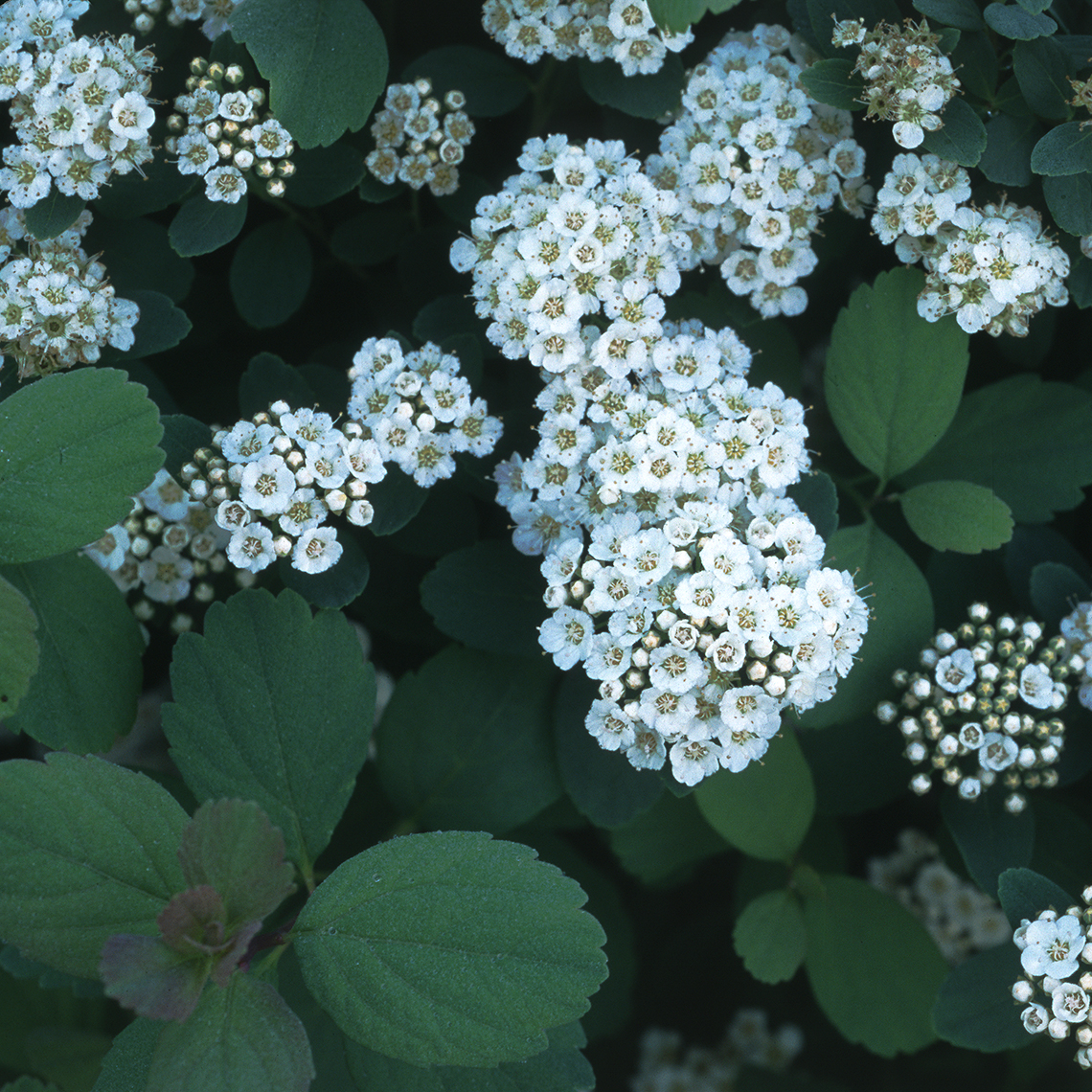 Close up of small white Spiraea Tor flowers against rounded green foliage