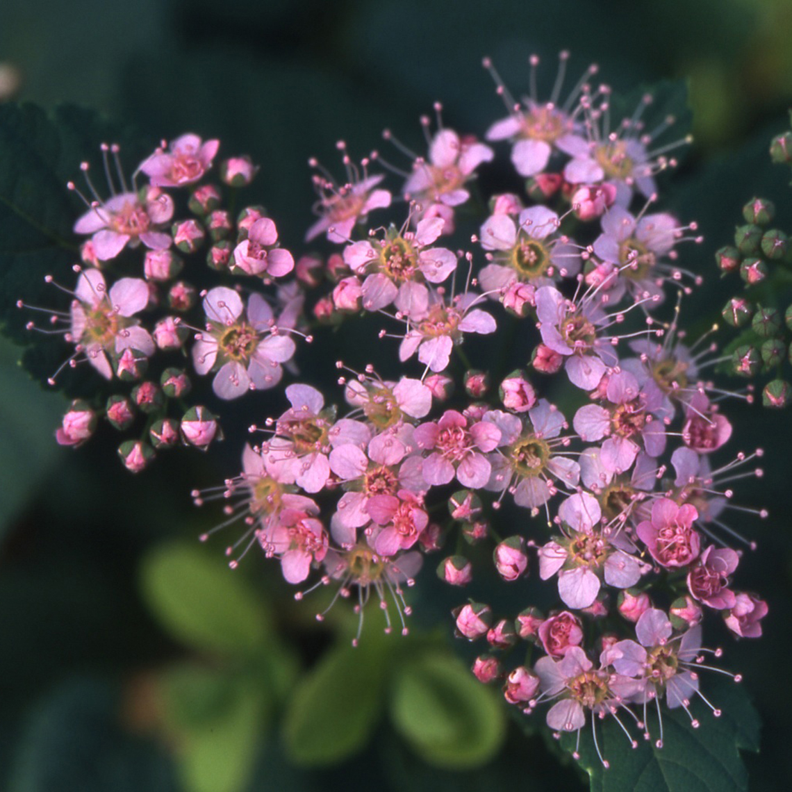 Close up of pale pink Spiraea densiflora flower cluster
