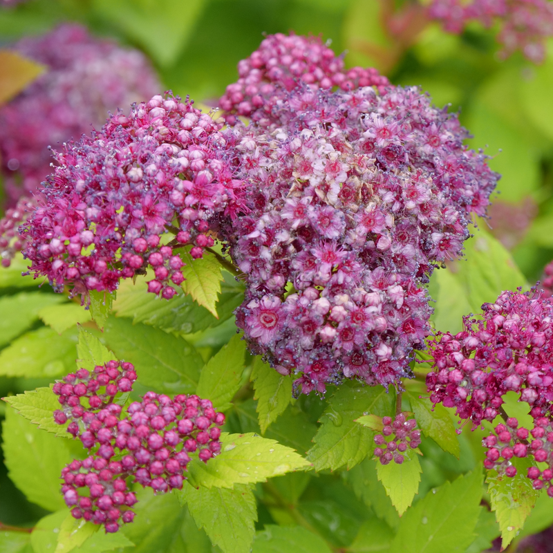 A close up of the purple blooms of Double Play Dolly Spirea.