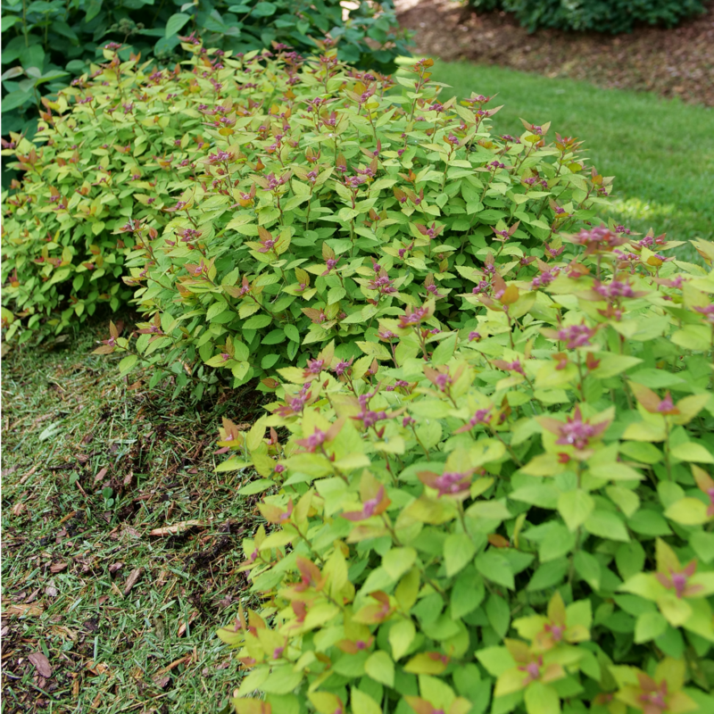 Double Play Dolly Spirea in the landscape.
