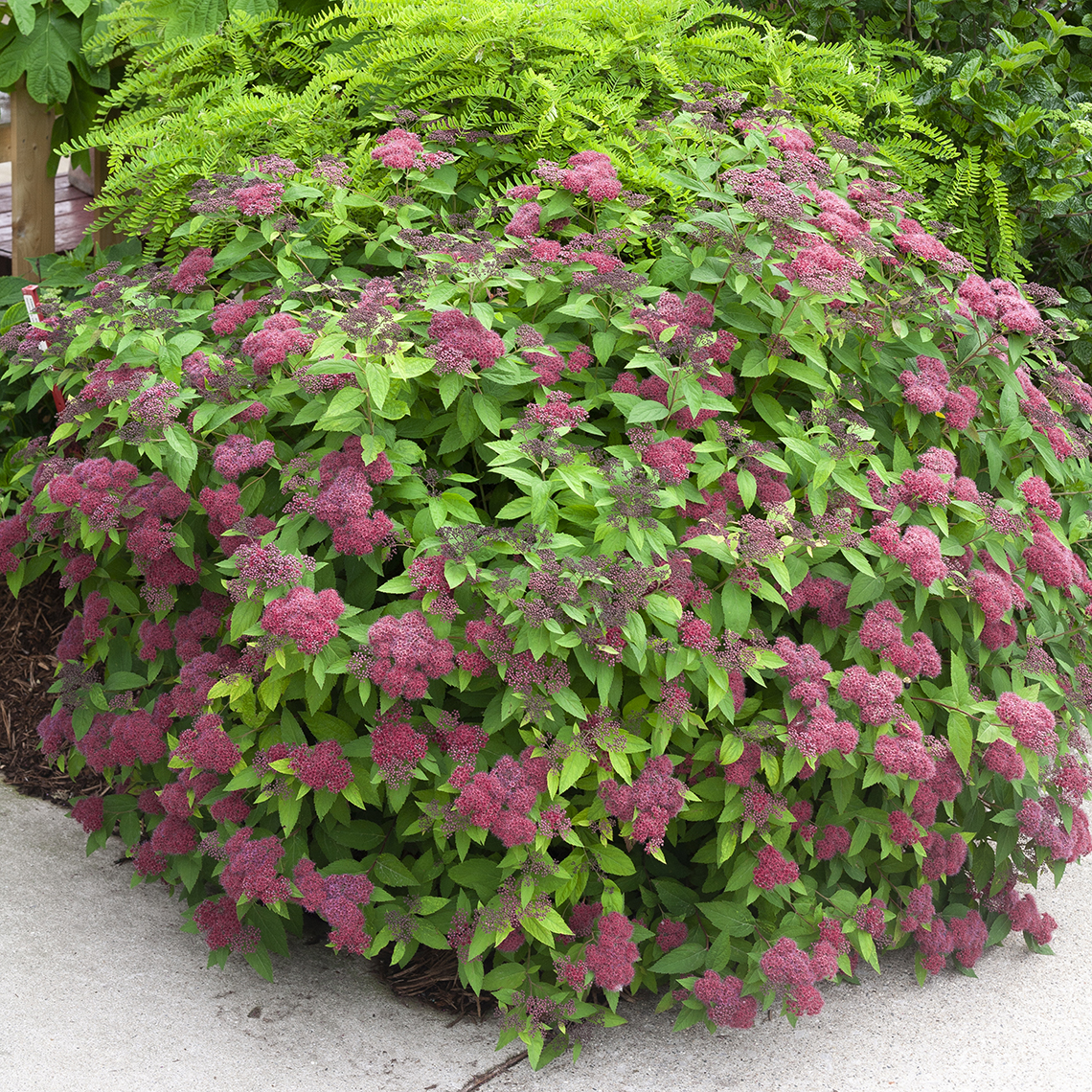 Rounded Double Play Red Spiraea at corner of garden bed