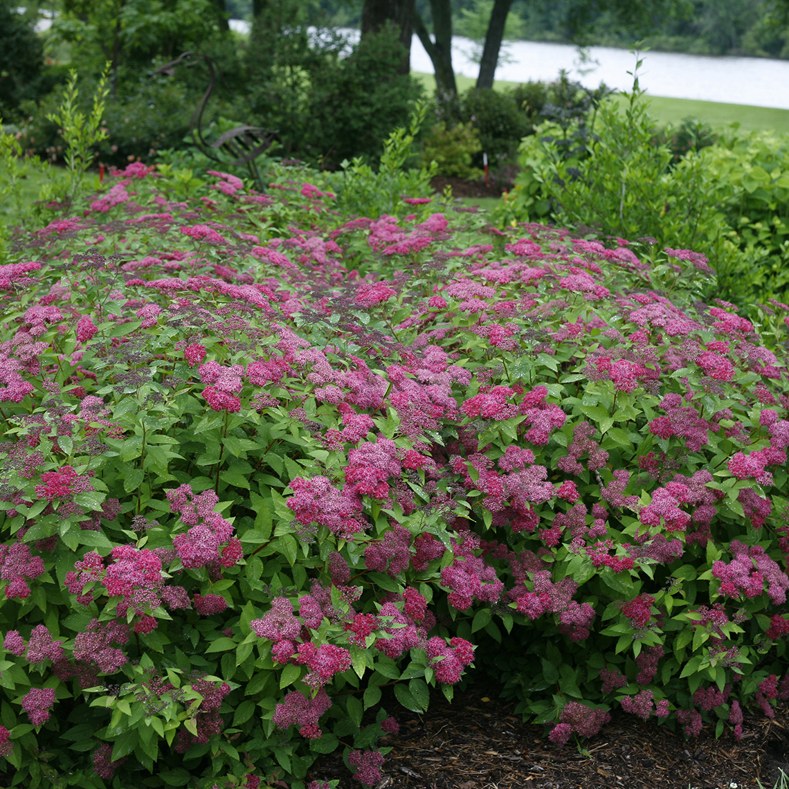 Mass planting of Double Play Red Spiraea in landscape
