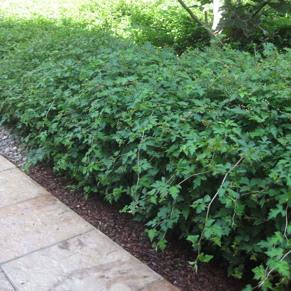 Hedge of lacy Stephanandra Crispa along sidewalk