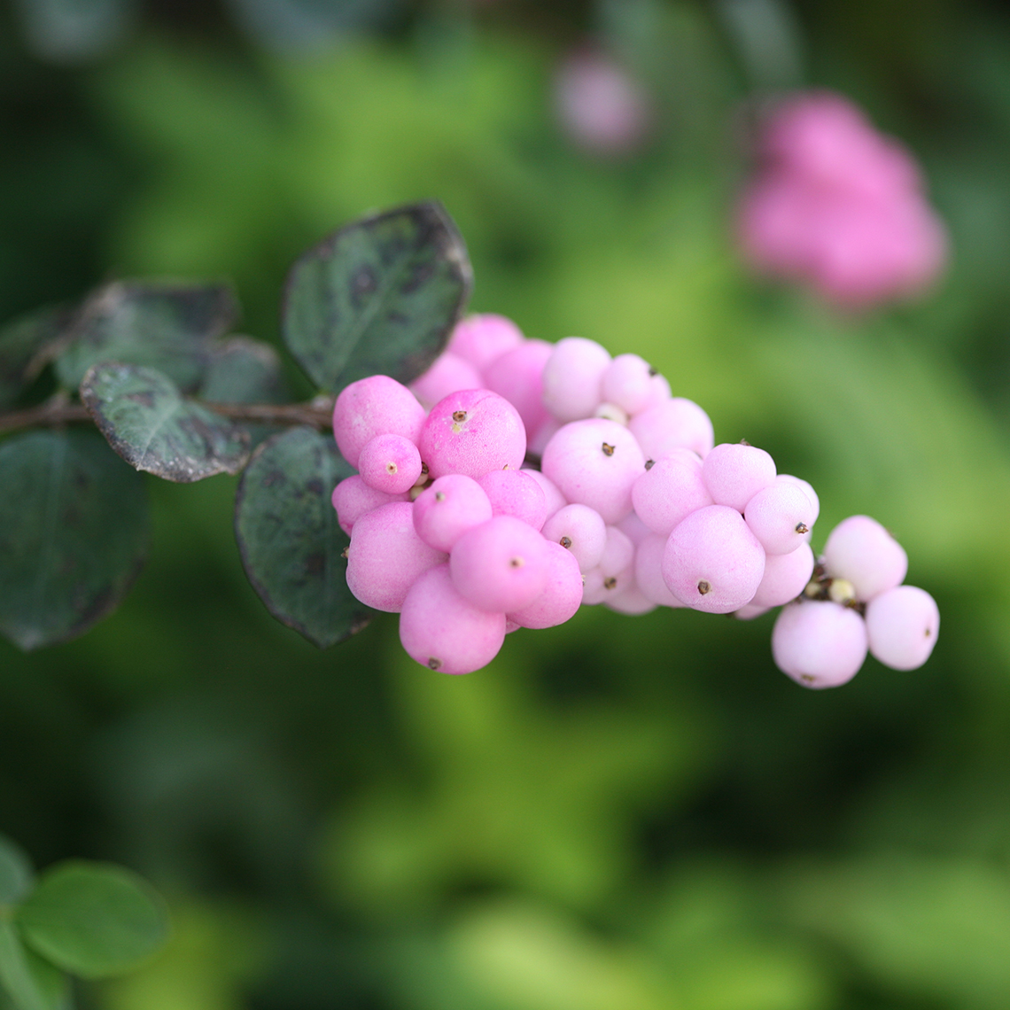 Close up of a clusters of pink berries on Proud Berry symphoricarpos aka coralberry