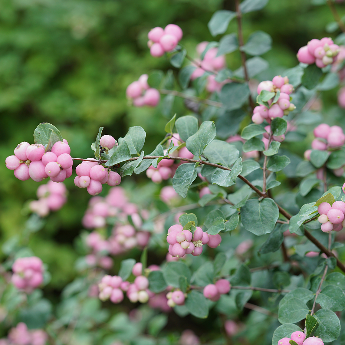 A branch of Proud Berry symphoricarpos with a heavy set of pink berries