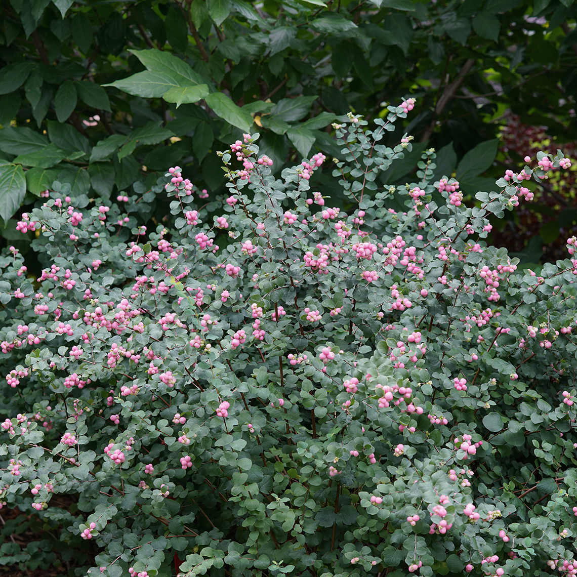 Proud Berry symphoricarpos shrub in a landscape