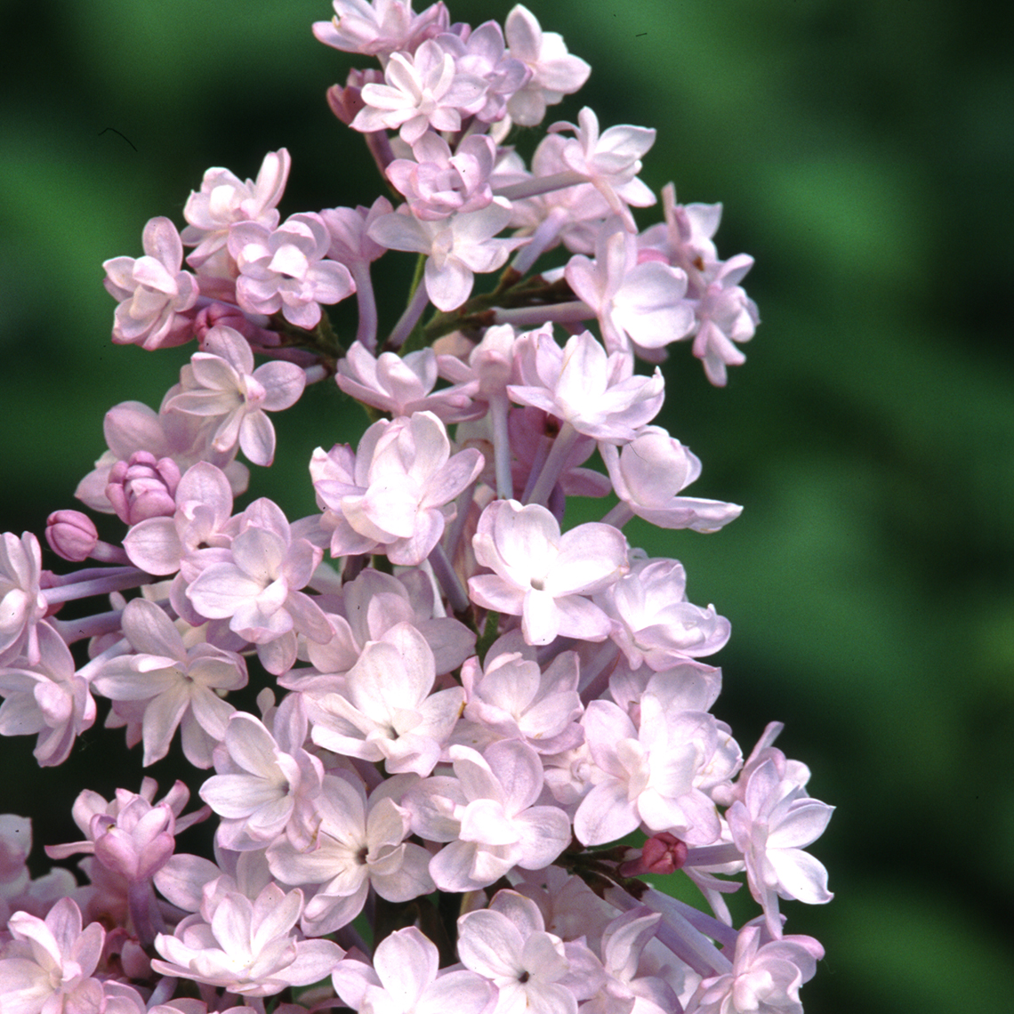 Closeup of the double light purple blooms of Anabel lilac