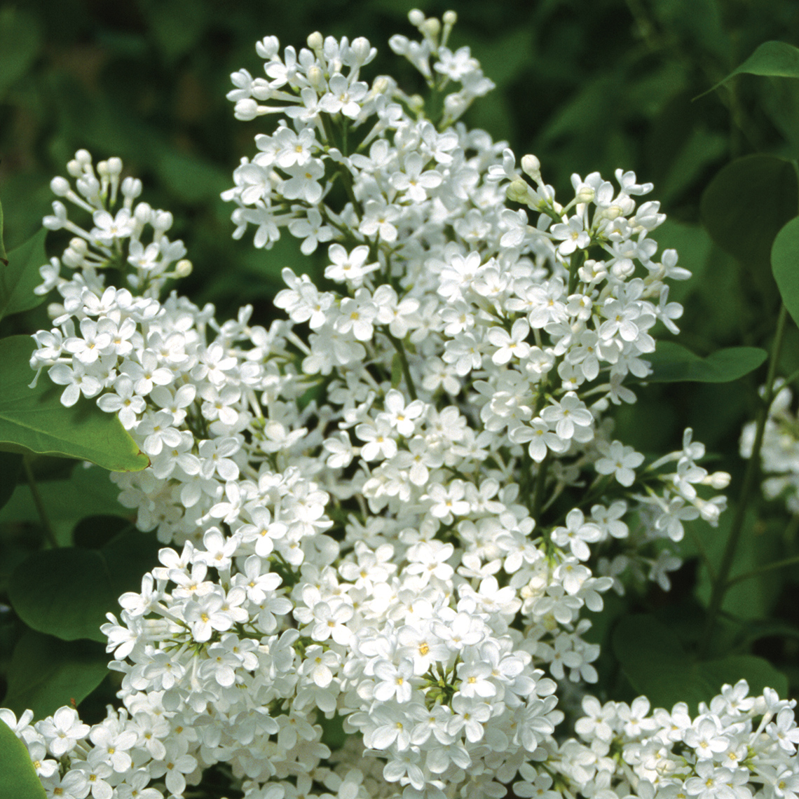Delicate white flowers of Betsy Ross lilac shown up close
