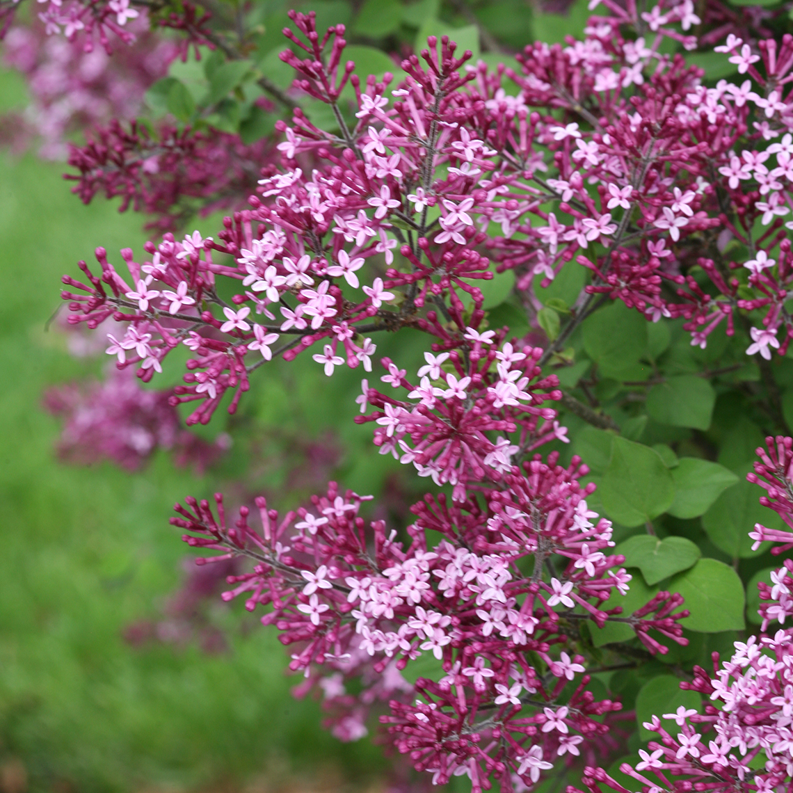 Closeup of the flowers of Bloomerang Dark Purple reblooming lilac
