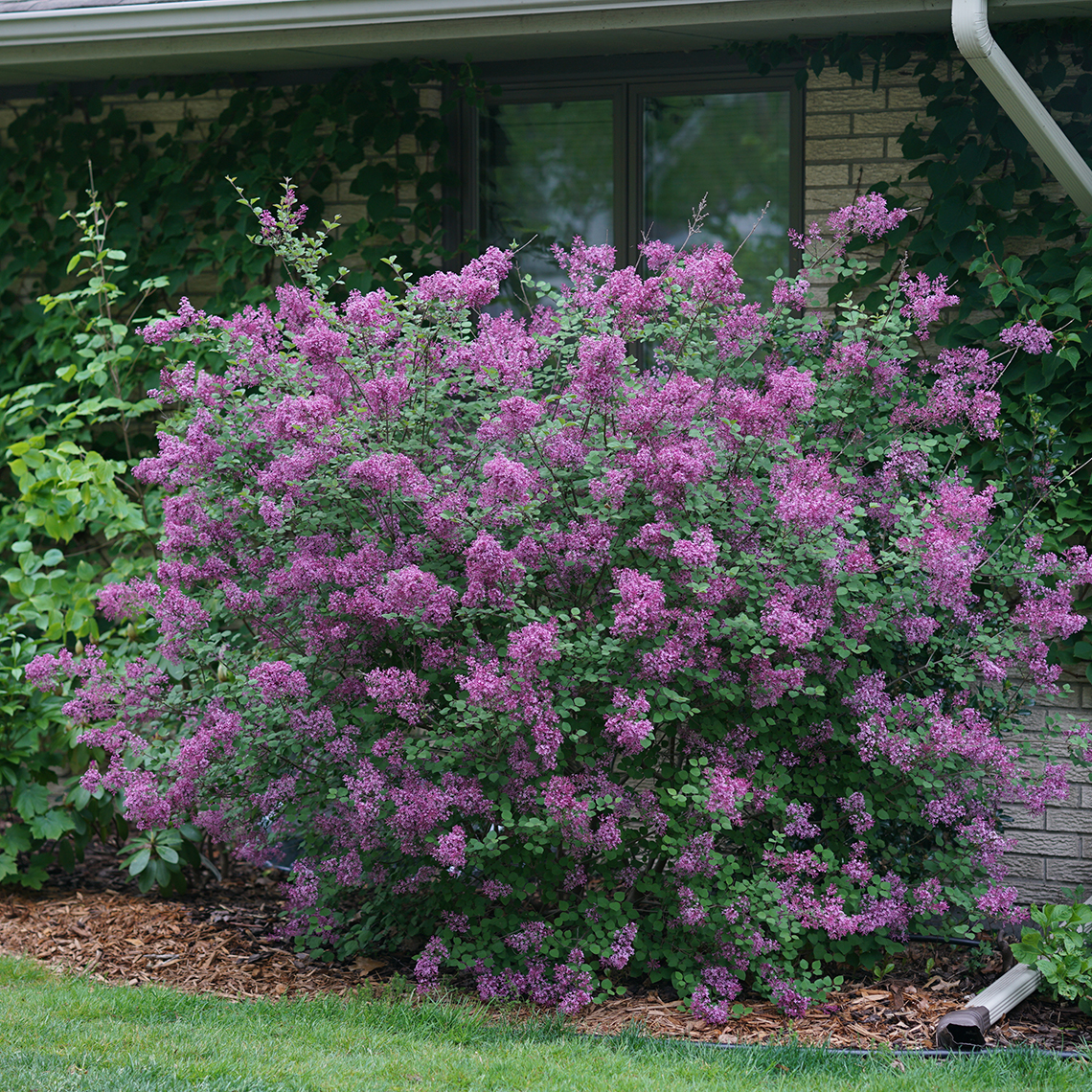 Bloomerang Dark Purple lilac planted in front of a brick home