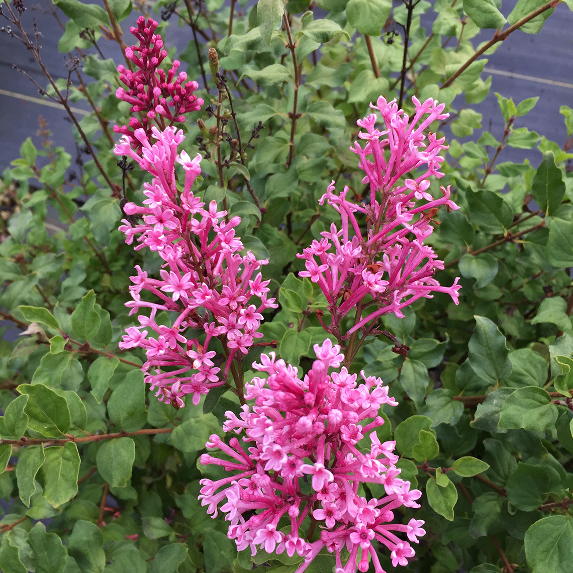 The flowers of Bloomerang Dwarf Pink reblooming lilac up close