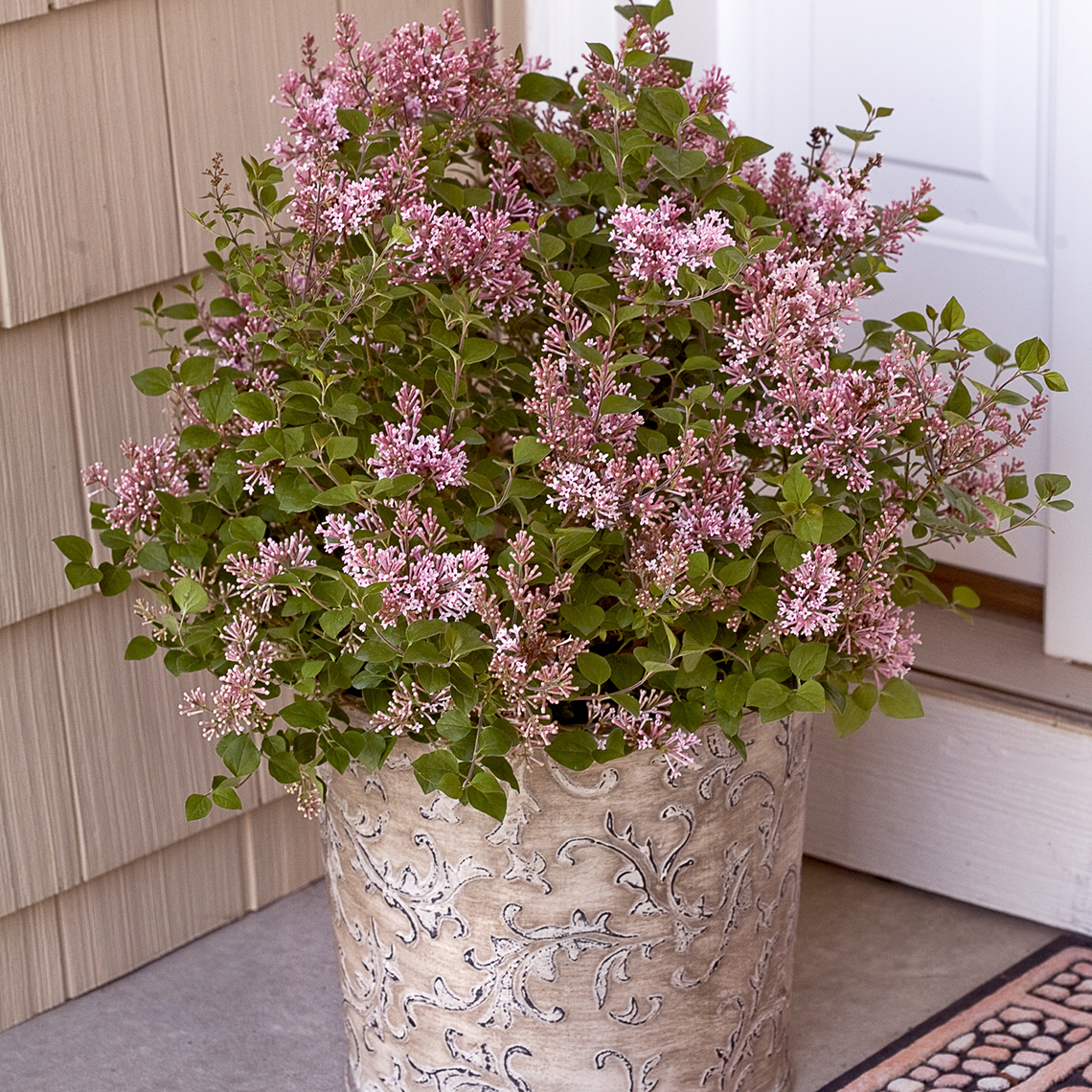 Bloomerang Pink Perfume reblooming lilac in a decorative pot on a porch