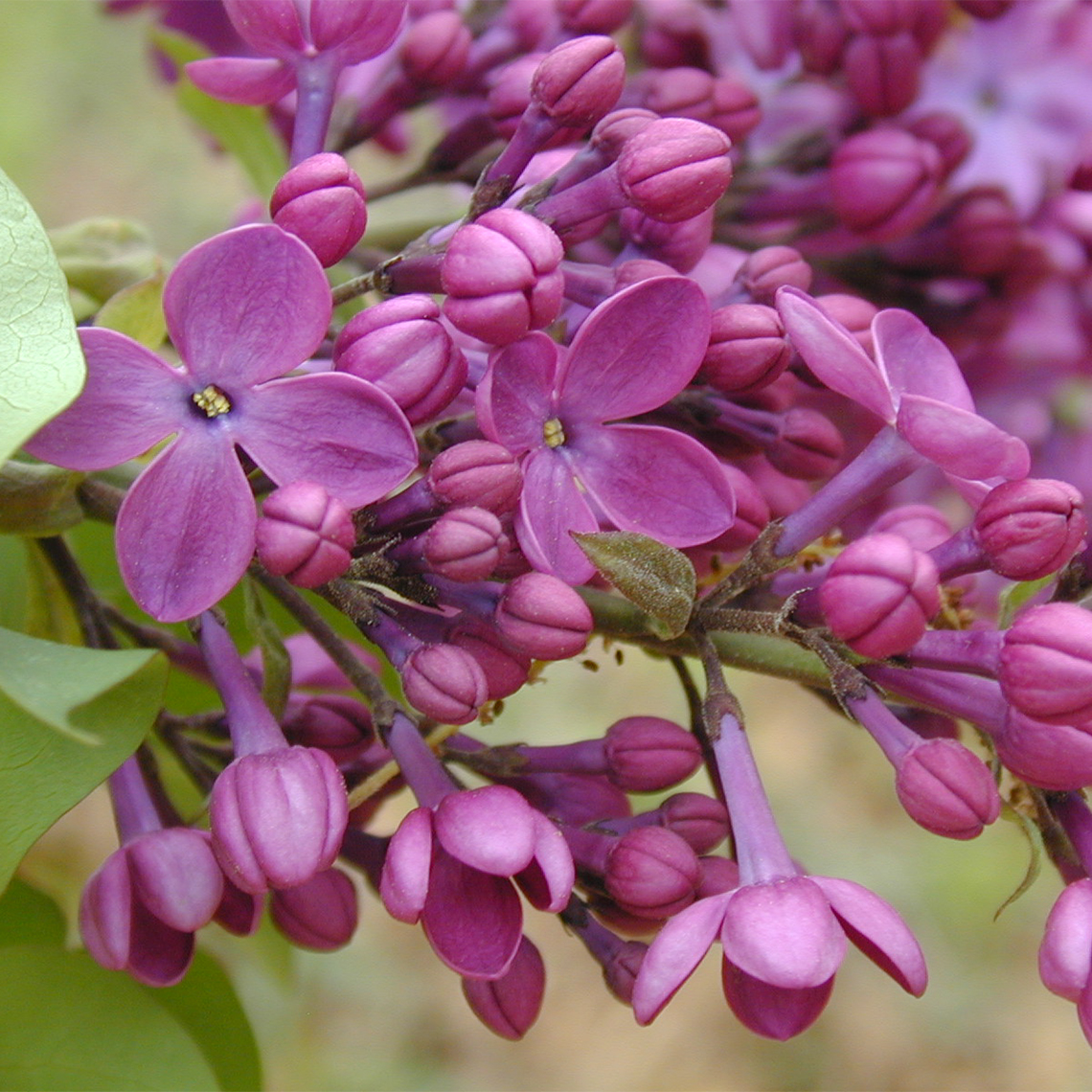 Closeup of the purple flowers