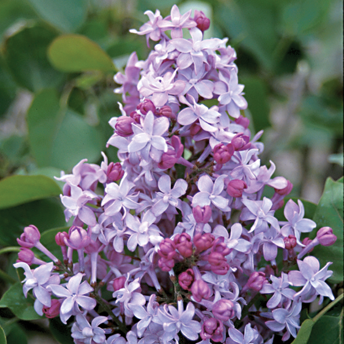Closeup of the true lilac double blooms of Evangeline syringa