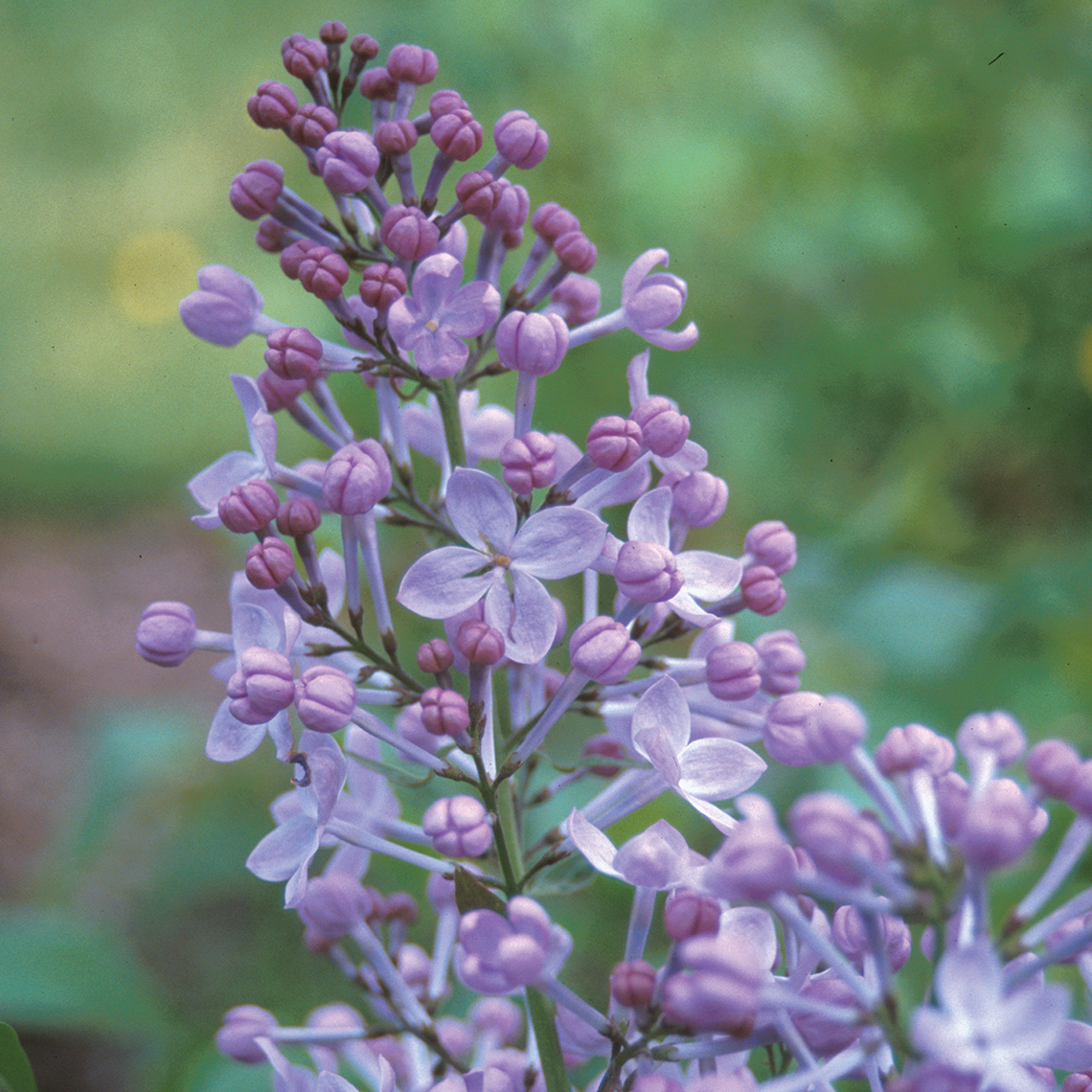 Closeup of an inflorescence of Excel syringa showing single purple florets
