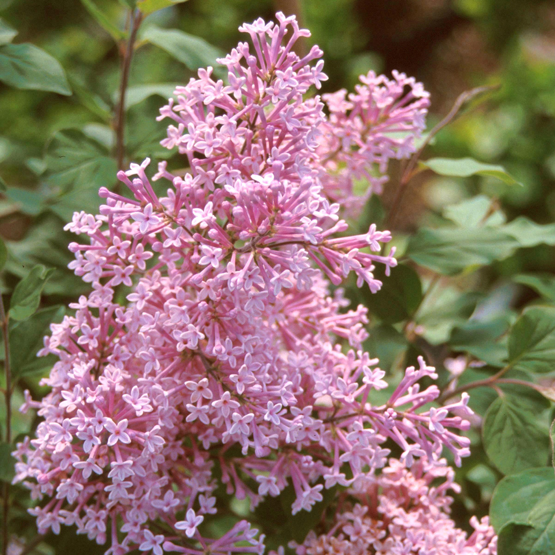 Closeup of the pink blooms of Josee lilac
