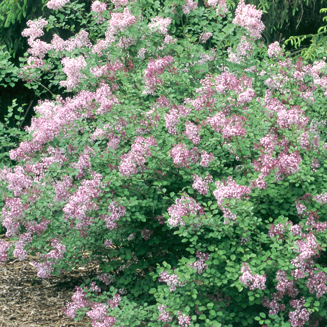 Josee lilac shrub in the landscape