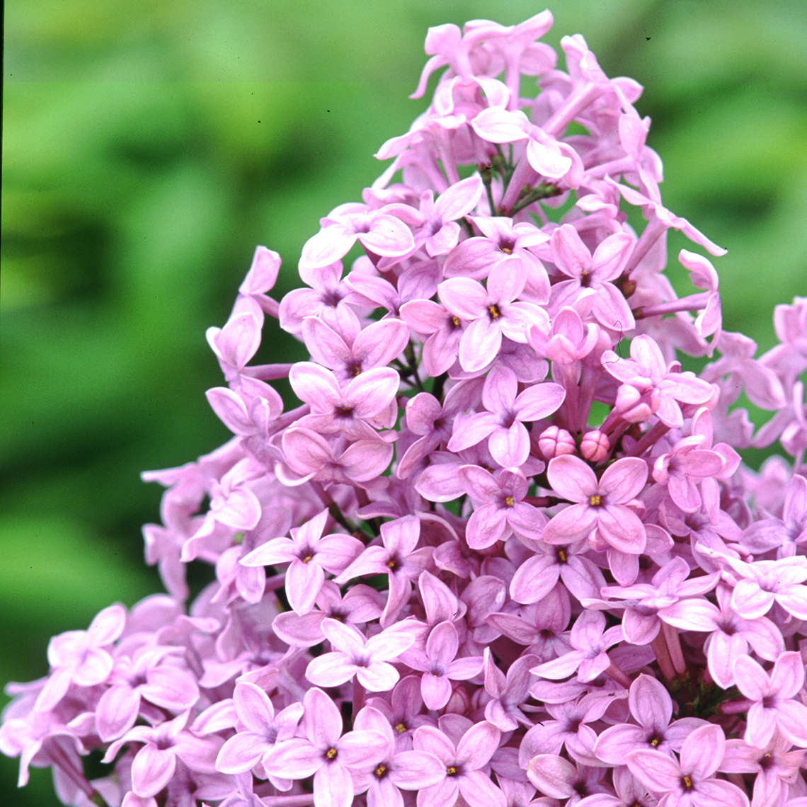 A cluster of blooms on Lilac Sunday syringa