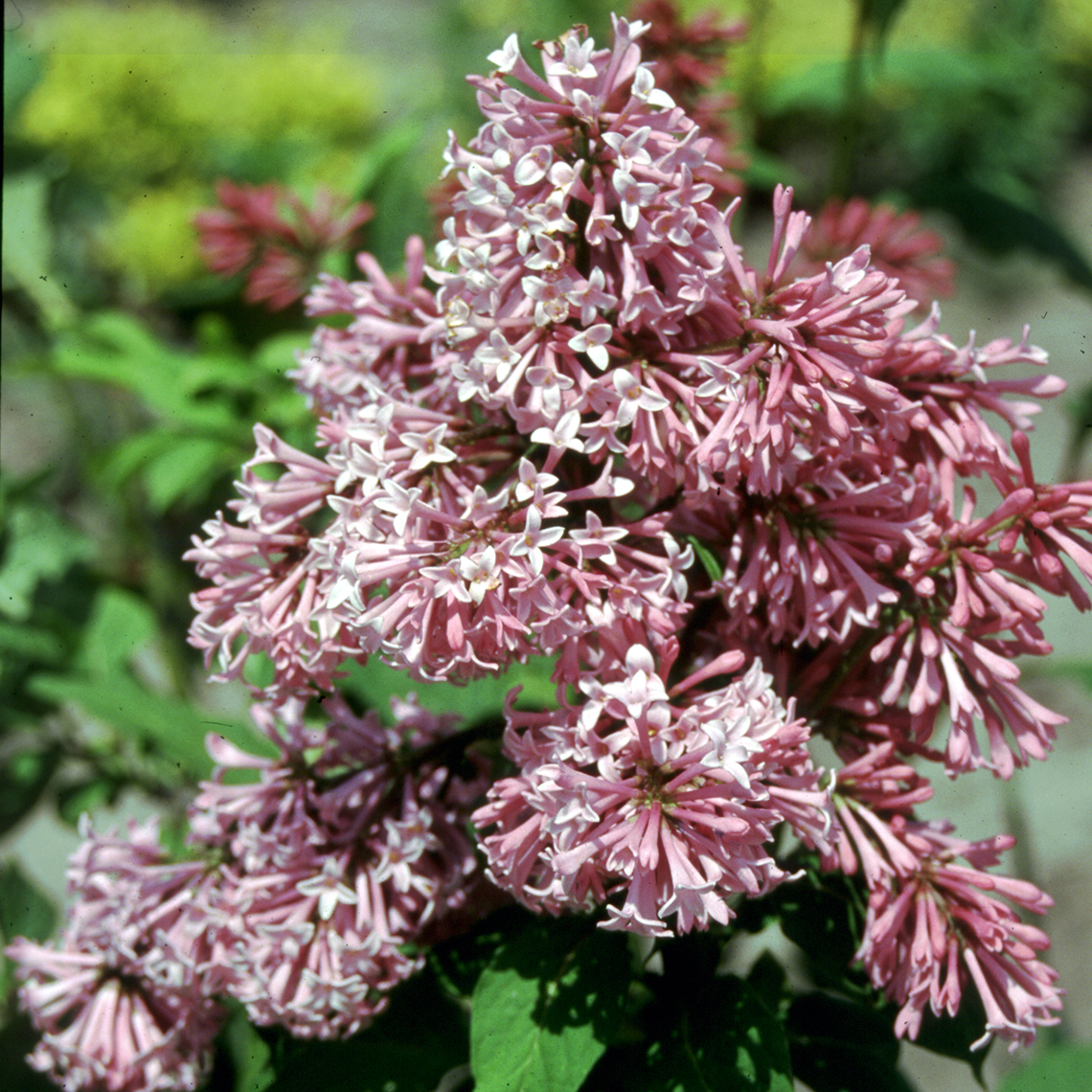 A densely flowered inflorescence of Miss Canada lilac which has pink blooms