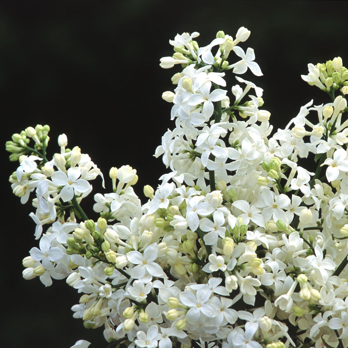 Flowers of Mt Baker a fragrant lilac with white flowers