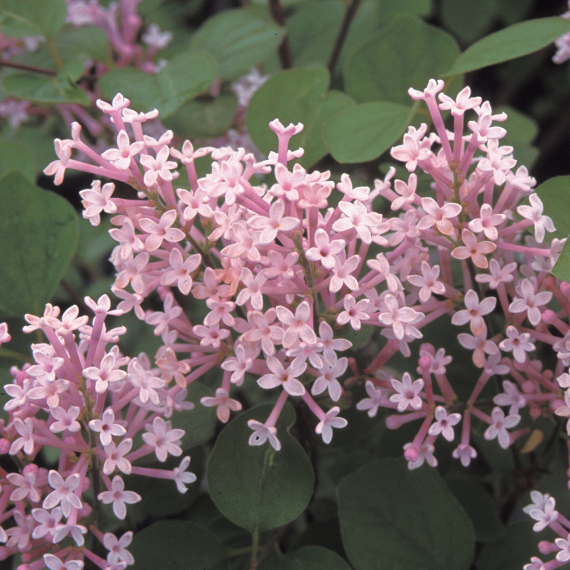 A closeup of the pink flowers of Palibin lilac which have four petals each