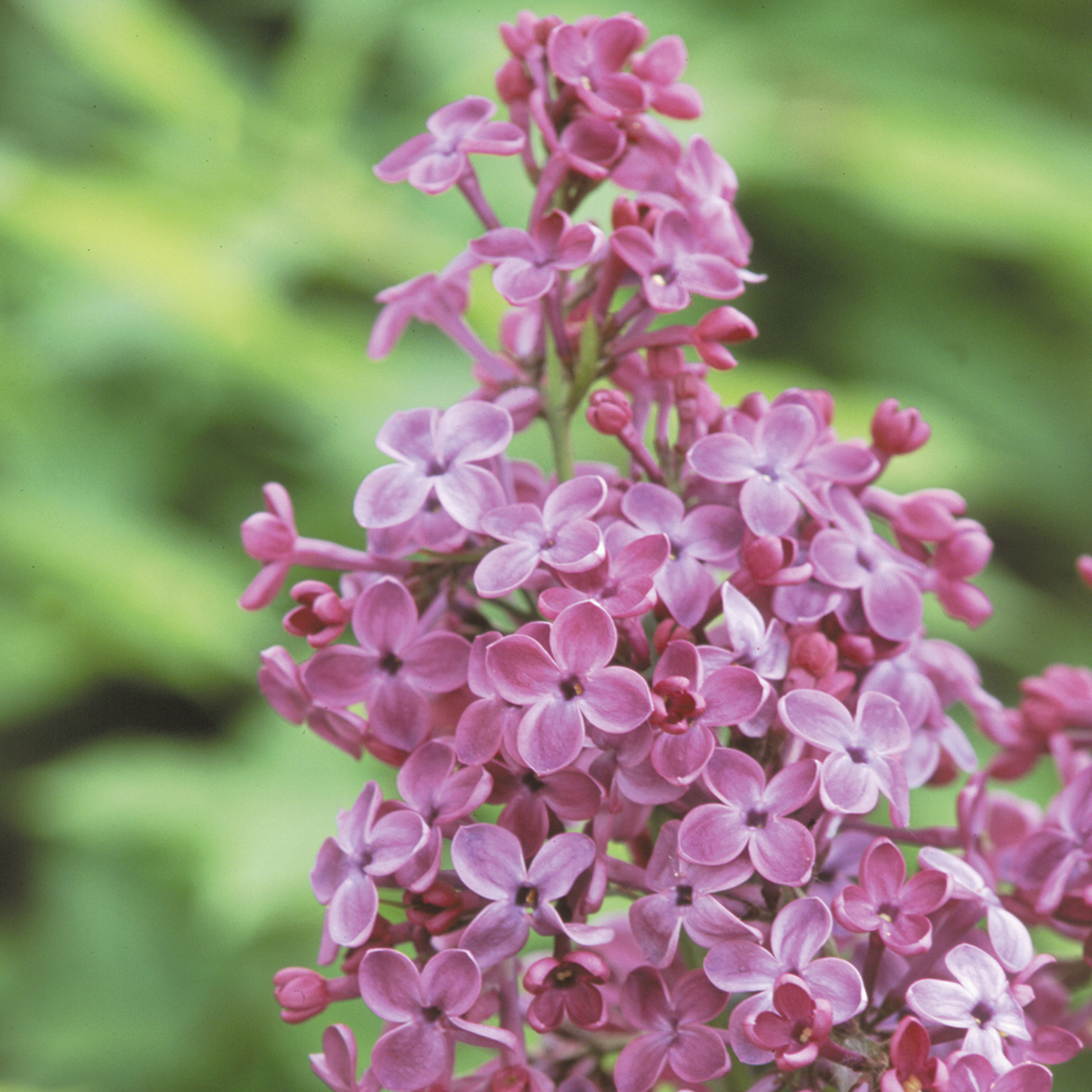 The flowers of Pocahontas lilac are a unique red purple color