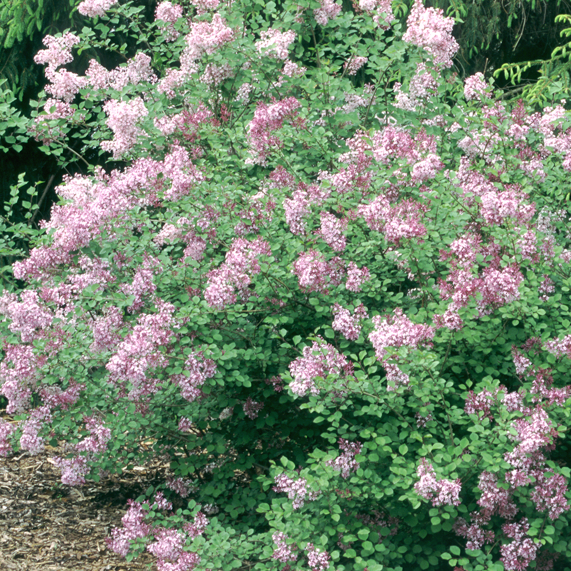 Red Pixie lilac shrub in bloom
