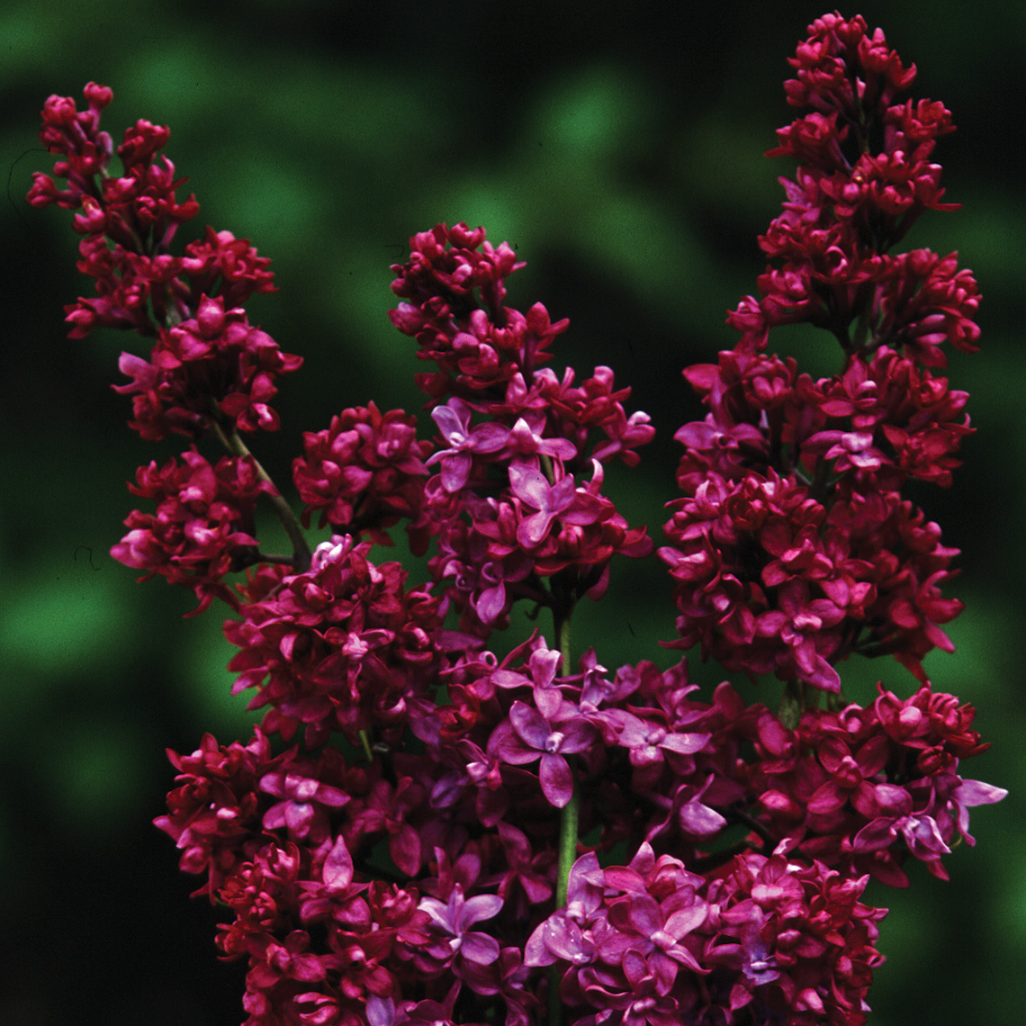 Flowers of Royal Purple lilac displaying a deep red purple color