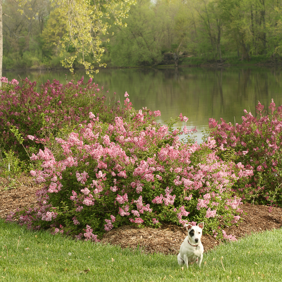Scent and Sensibility dwarf lilac in the landscape with the Grand River in the background