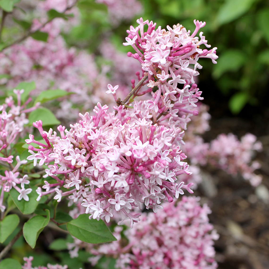 Scent and Sensibility dwarf lilac flowers