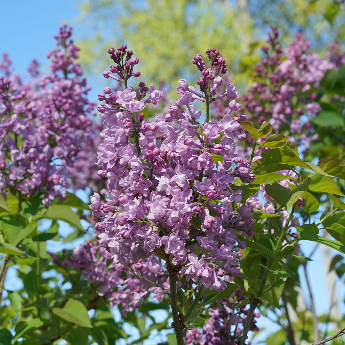 The double blooms of Scentara Double Blue lilac