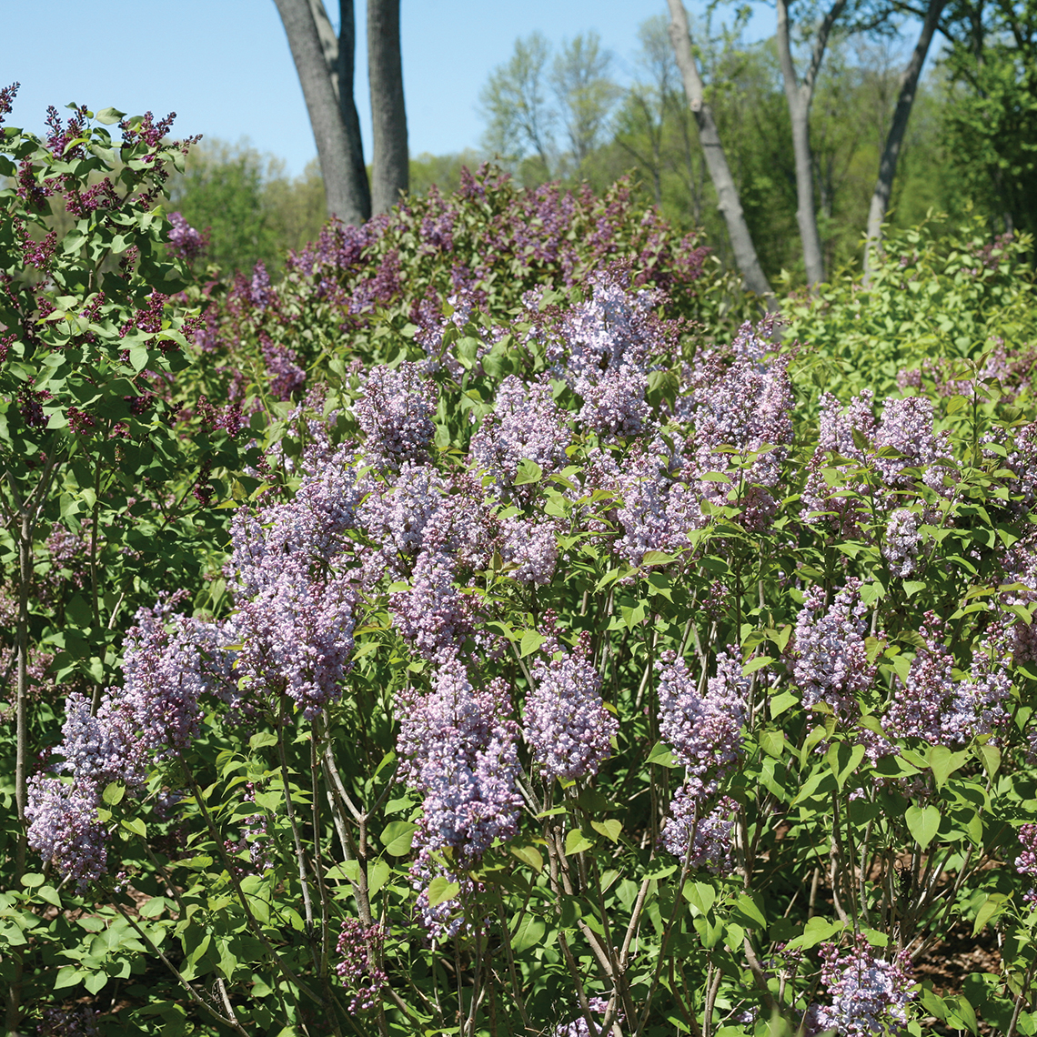 Scentara Double Blue lilac shrub in the landscape