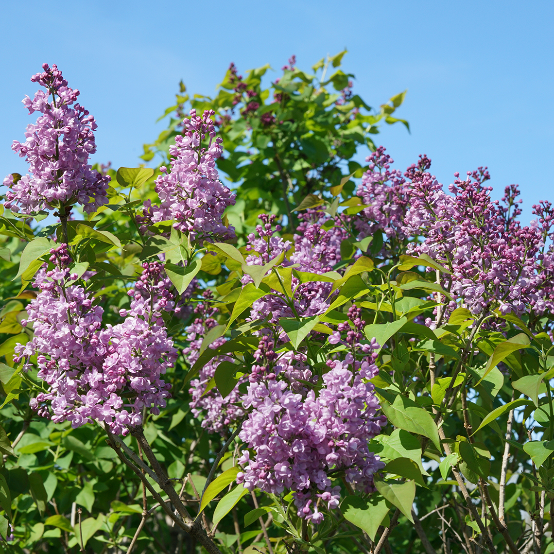 Flowers of Scentara Double Blue lilac against a blue sky