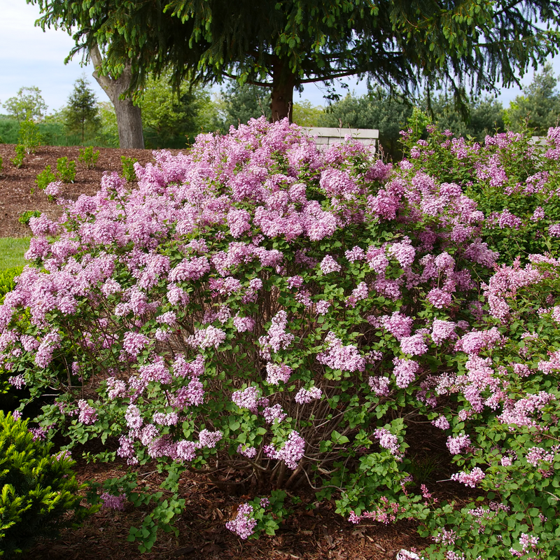 The habit of Bloomerang Purpink lilac.