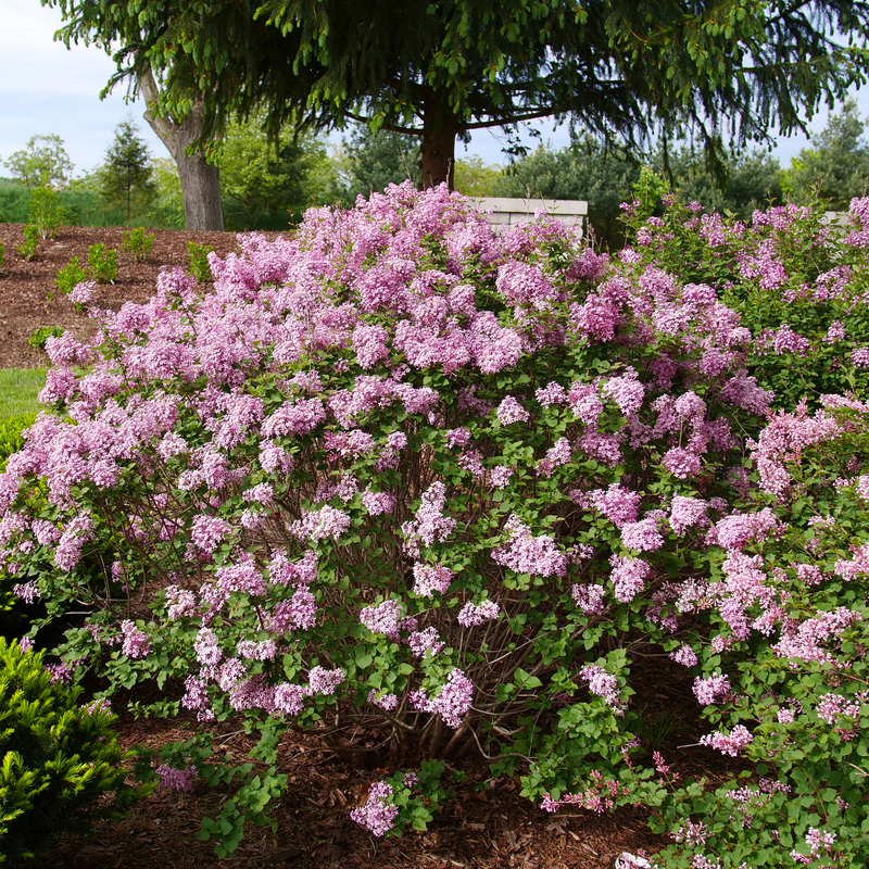 Bloomerang Purpink Lilac | Spring Meadow - wholesale liners - Spring ...