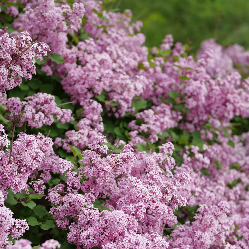 A close up of the beautiful purpink blooms of Bloomerang Purpink lilac.
