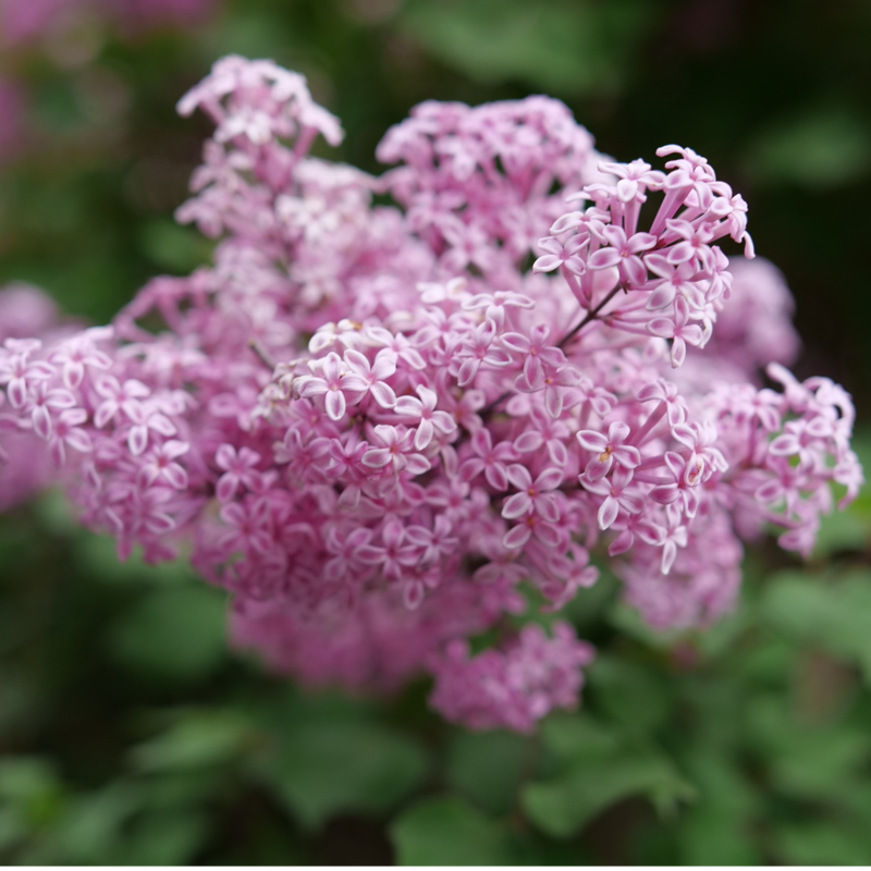 A close up of the bloom of Bloomerang Purpink lilac.