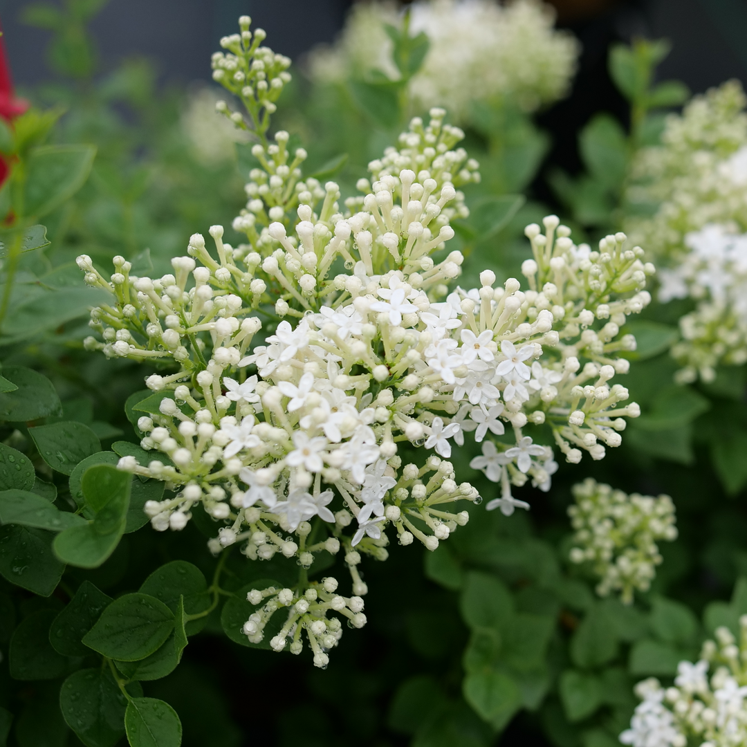 Large clusters of white lilac flowers in late spring. 