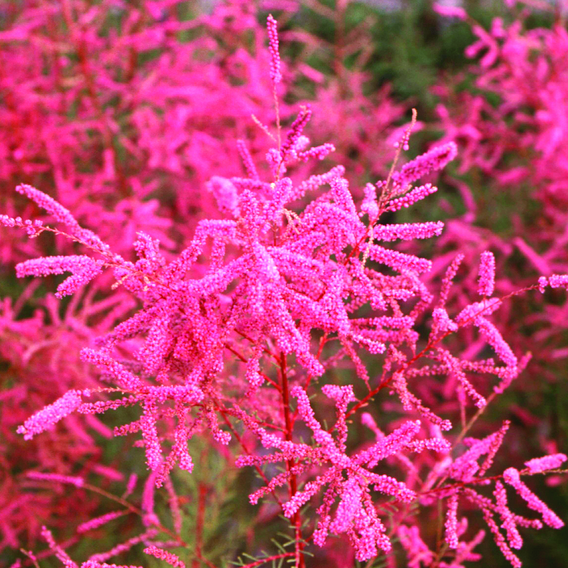 Pink flowers on Pink Cascade tamarisk